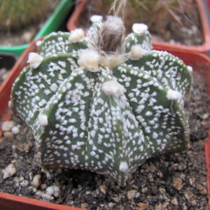Astrophytum   Superkabuto x niveum
