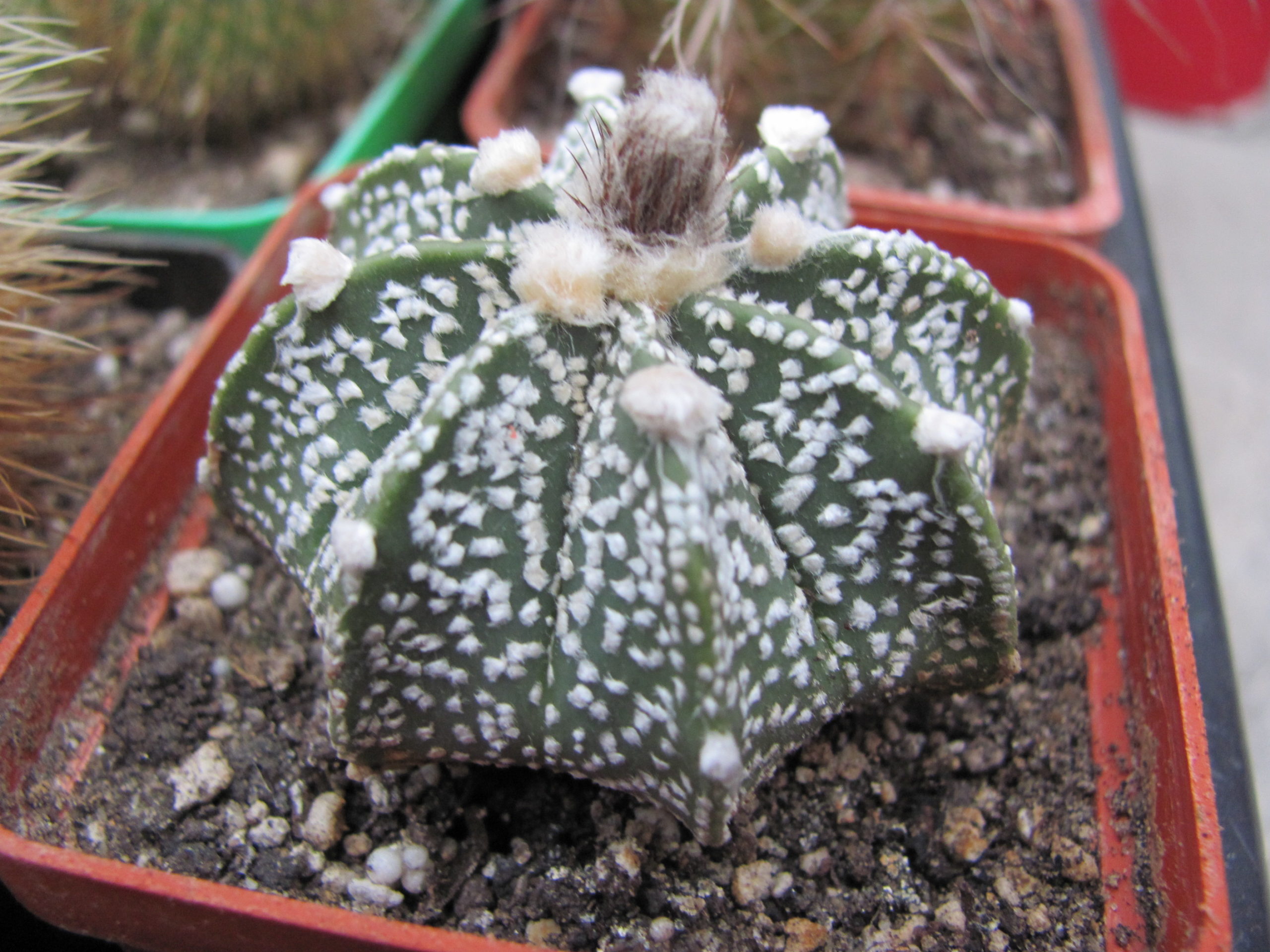 Astrophytum   Superkabuto x niveum