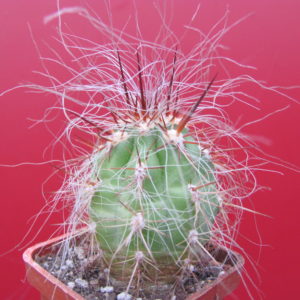 Oreocereus    celsianus