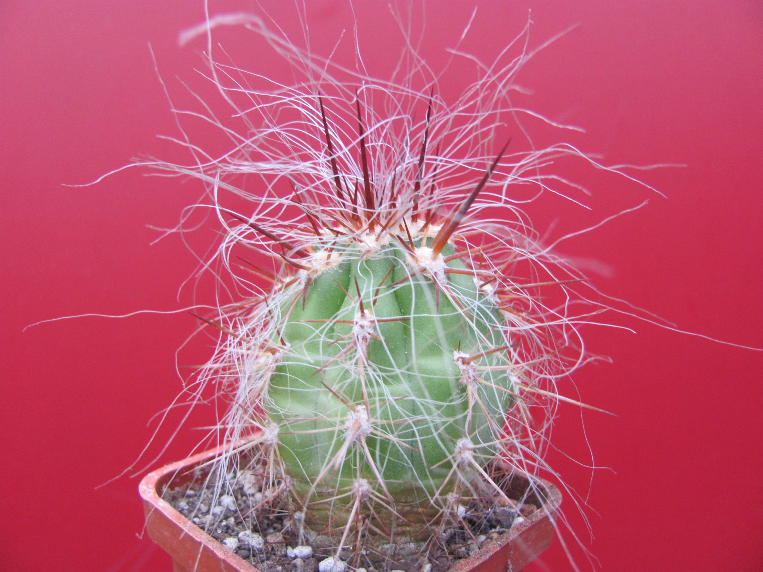 Oreocereus    celsianus