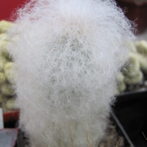 Espostoa melanostele