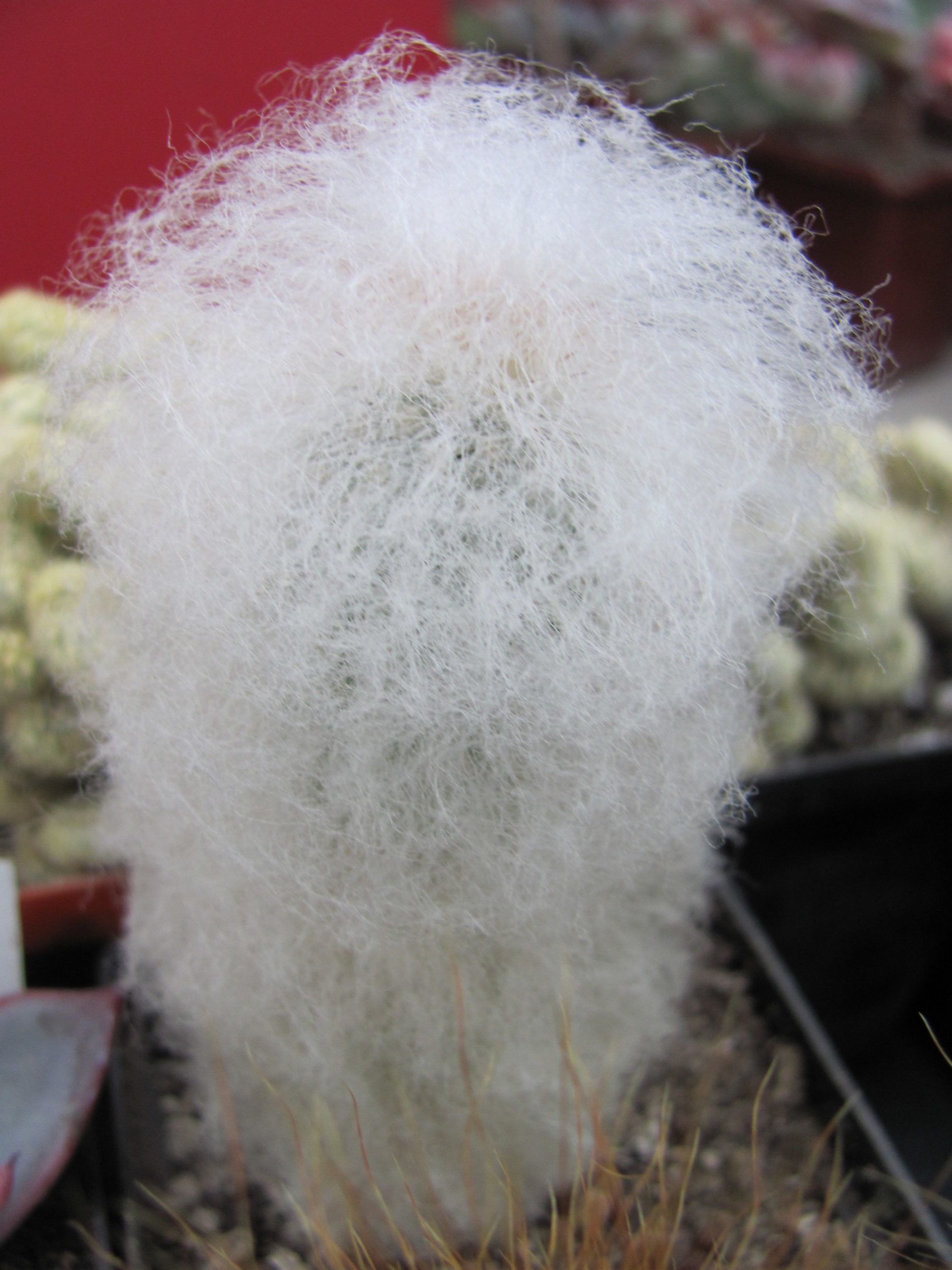 Espostoa melanostele