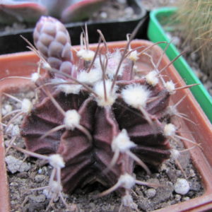 Gymnocalycium mihanovichii   nigra