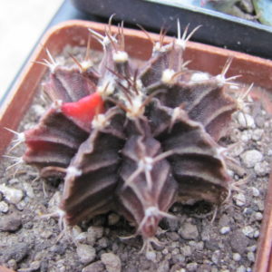 Gymnocalycium  mihanovichii  rubra