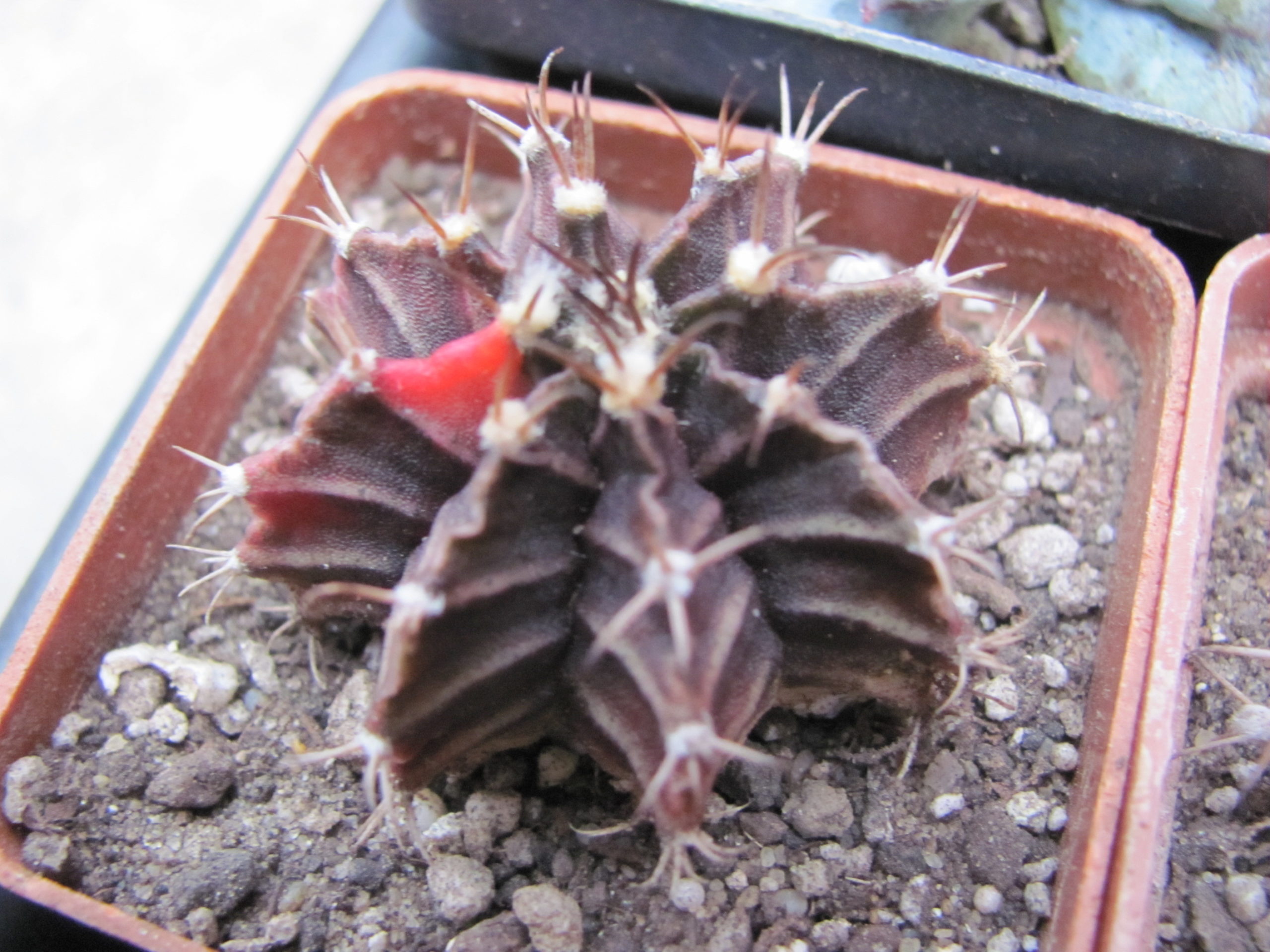 Gymnocalycium  mihanovichii  rubra