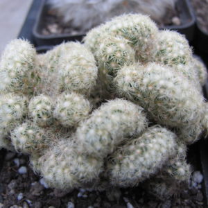 Mammillaria   elongata cristata