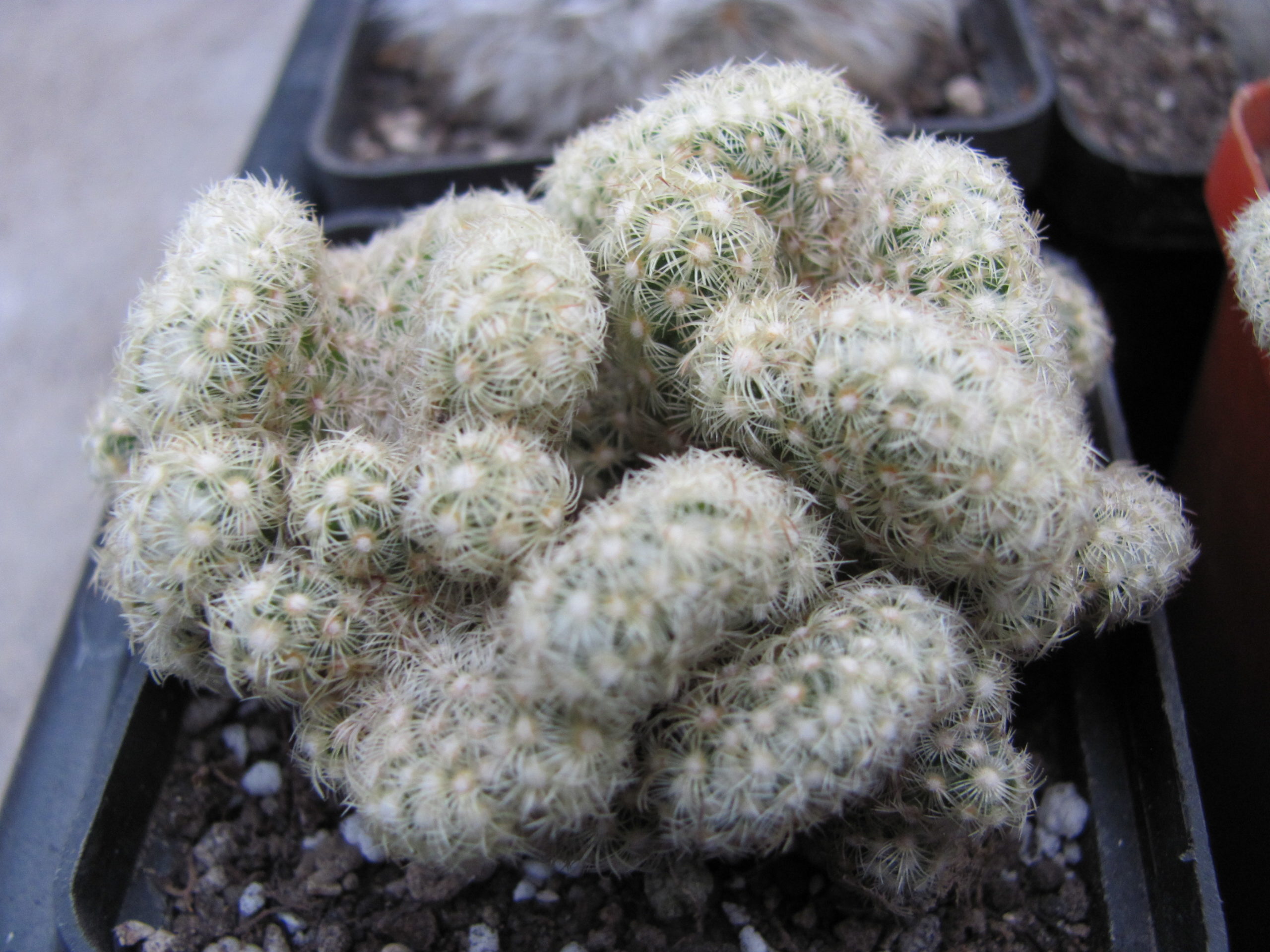 Mammillaria   elongata cristata