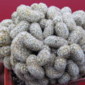 Mammillaria elongata cristata