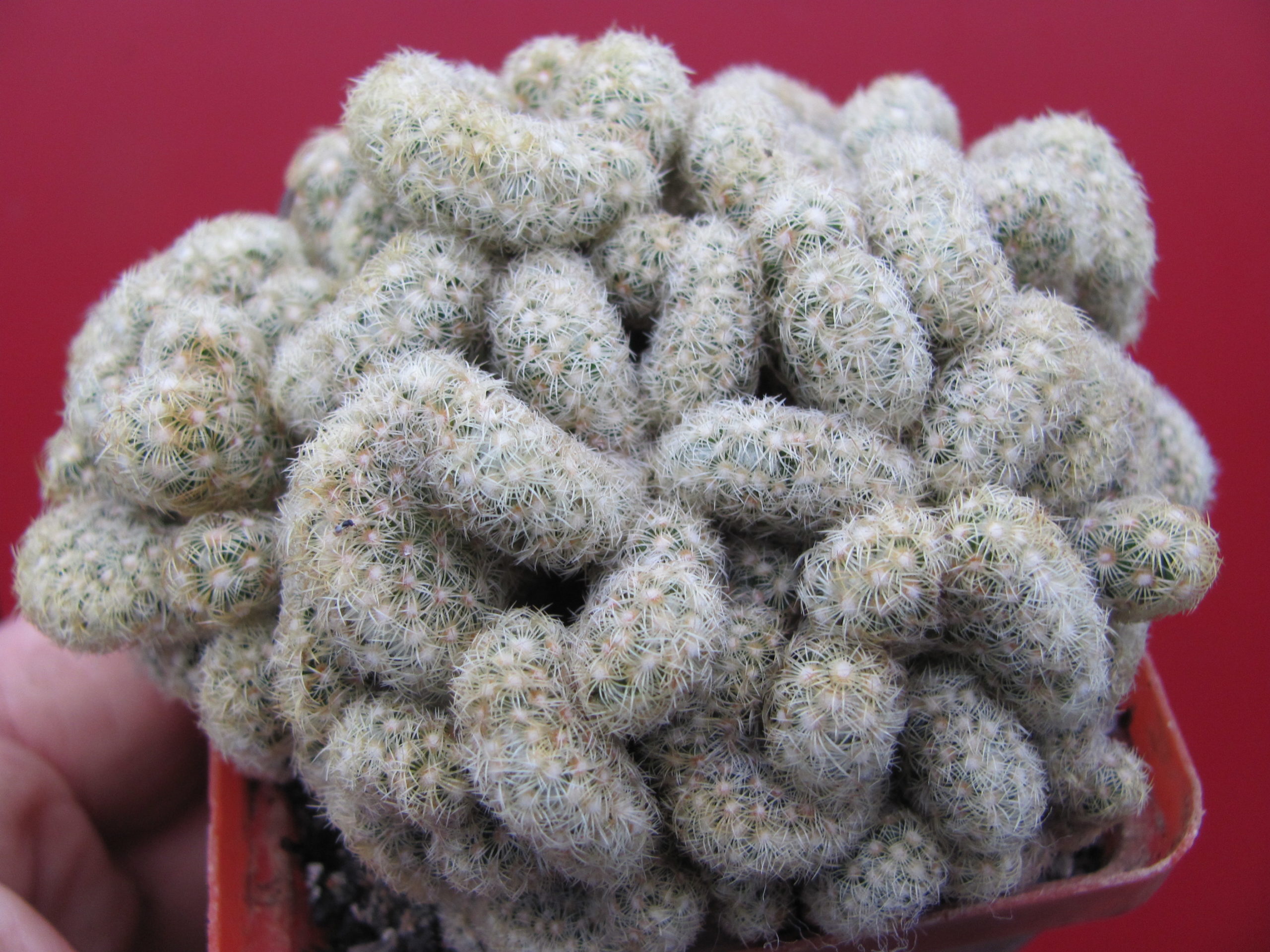 Mammillaria elongata cristata