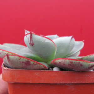Echeveria    longissima