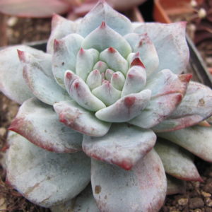 Echeveria   Blue Bird   variegata