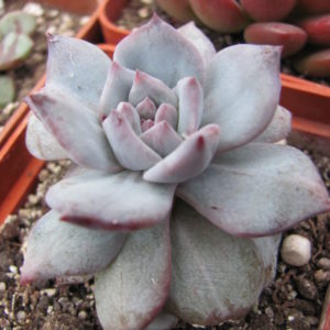 Echeveria Blue Bird  variegata