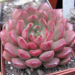 Echeveria   Bashful