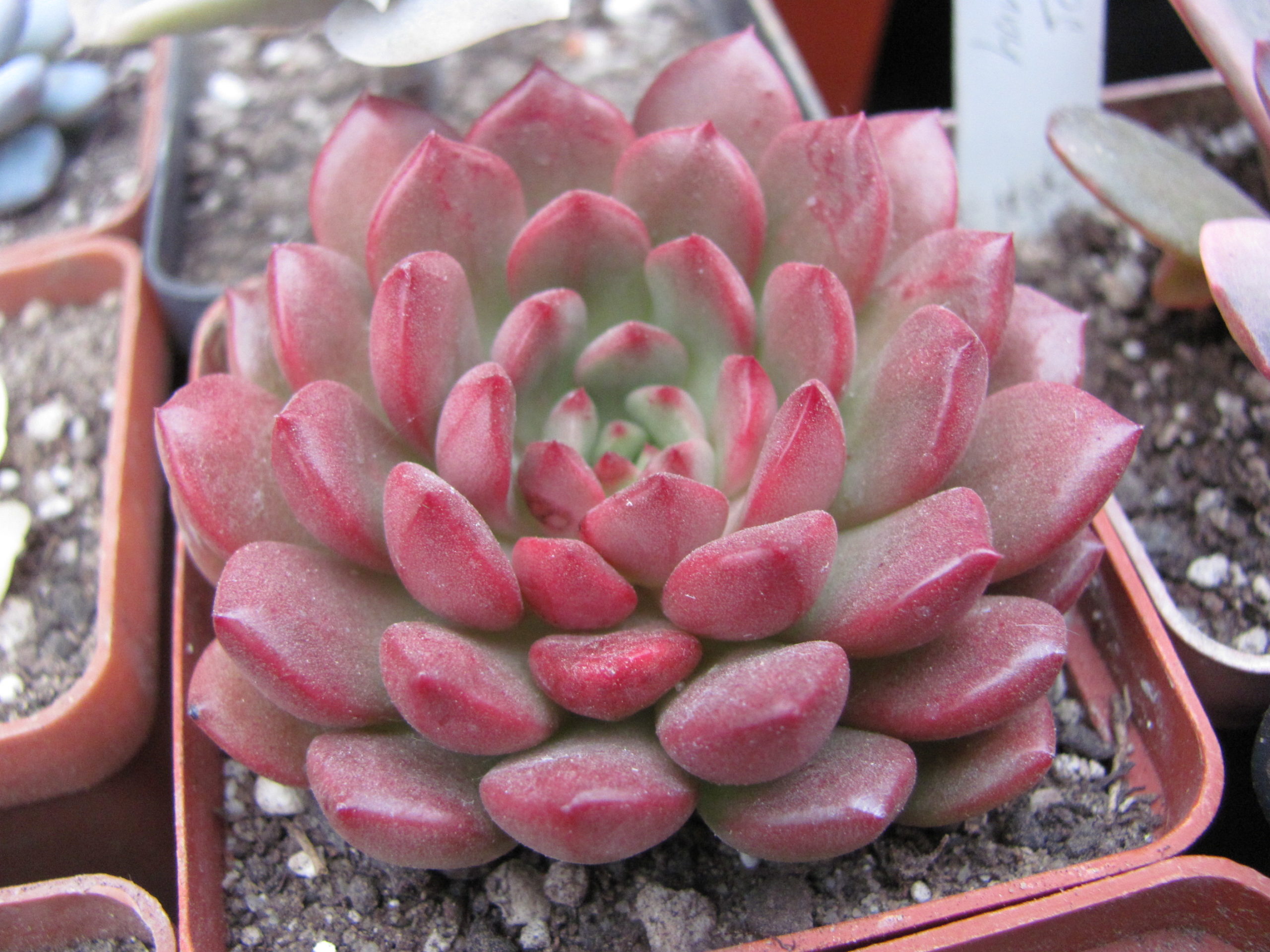 Echeveria Bashful