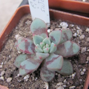 Echeveria  Blood  Swalow