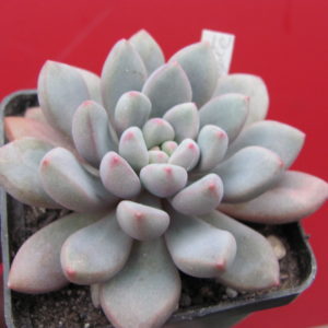 Echeveria Blue Epple