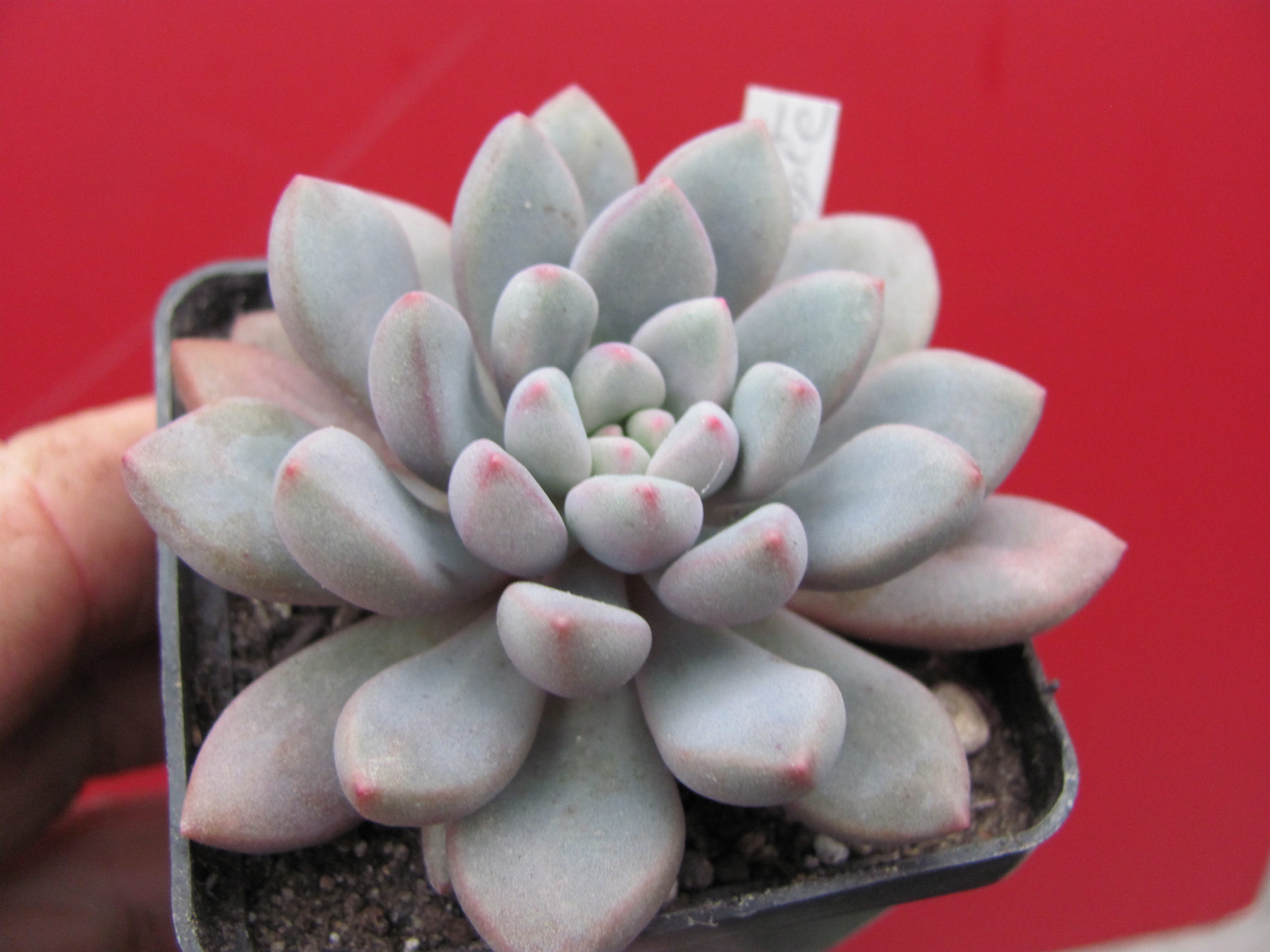 Echeveria Blue Epple