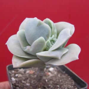 Echeveria Lovely Rose