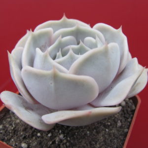 Echeveria  hybr.