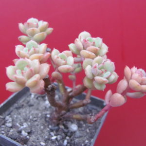 Echeveria   Pudgy