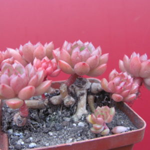 Echeveria bashful