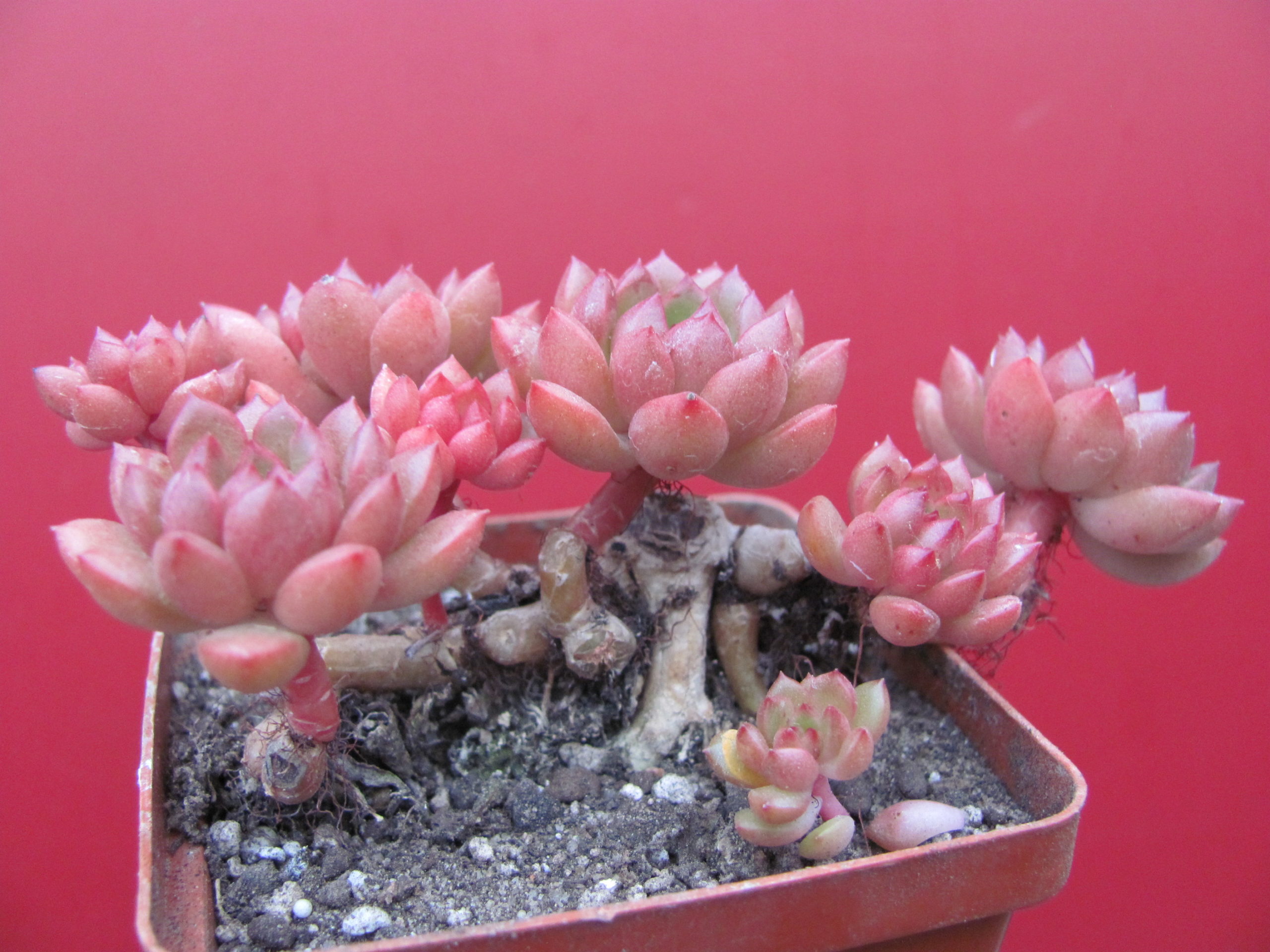 Echeveria bashful