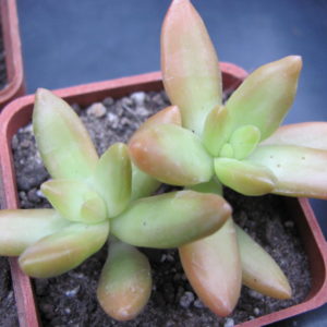 Sedum nussbaumerianum