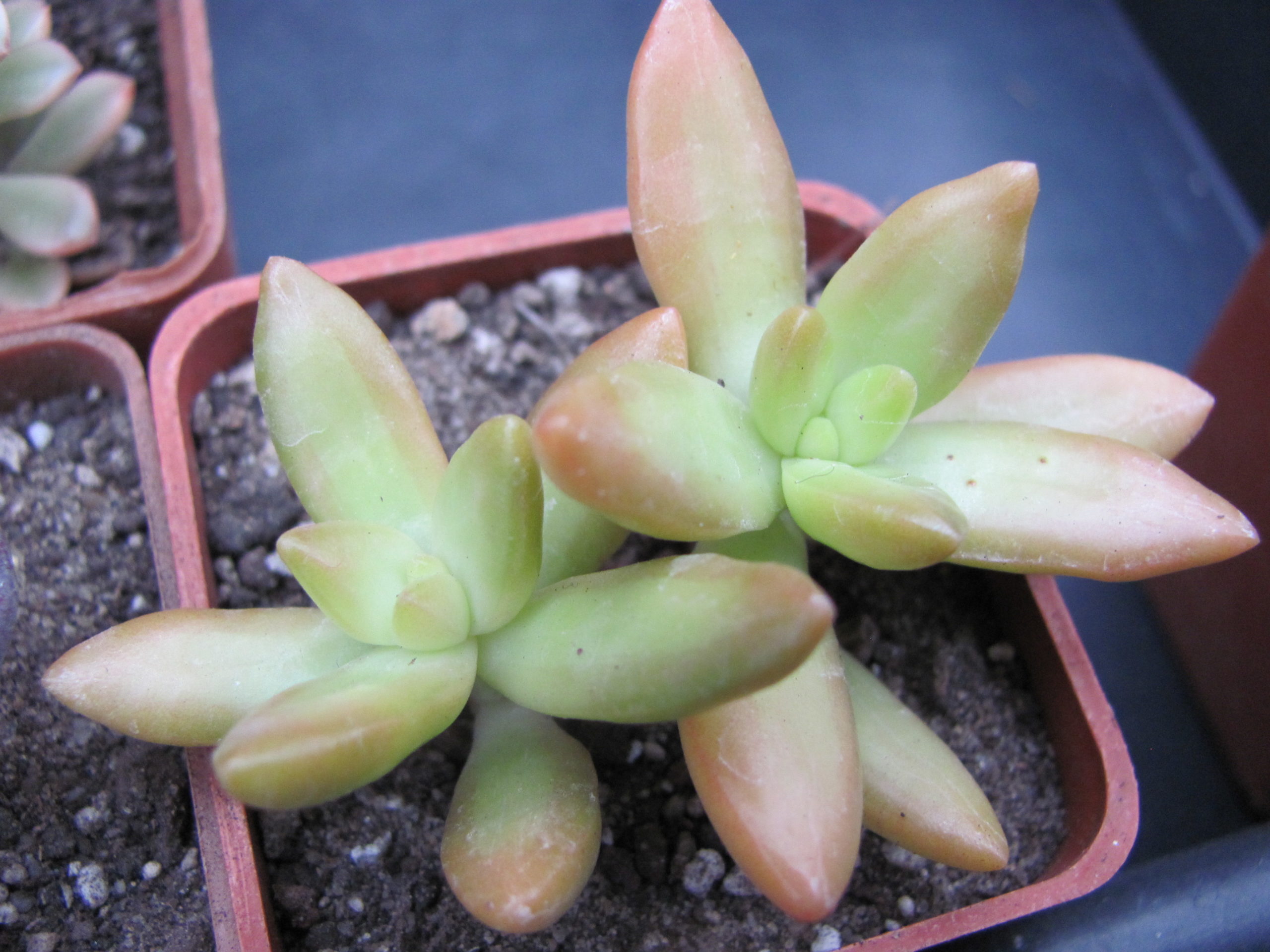 Sedum nussbaumerianum
