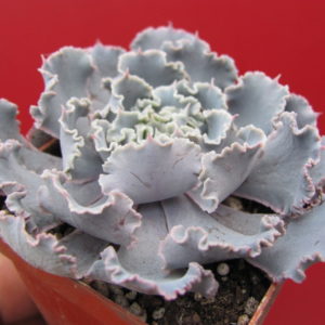 Echeveria   *Curly  Pearl*