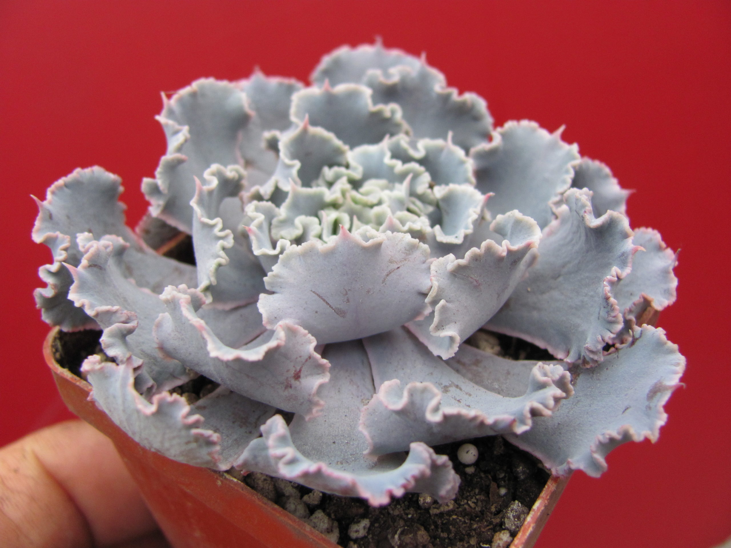 Echeveria   *Curly  Pearl*