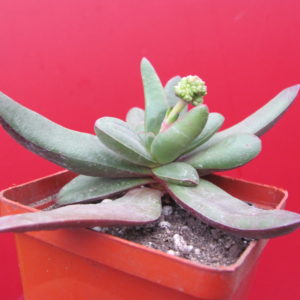 Crassula    spec.     ЮАР