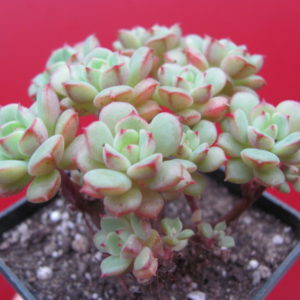 Echeveria    Pudgy