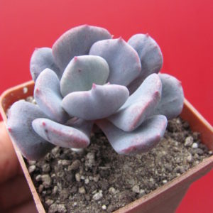 Echeveria     Debbie   *Monstr*