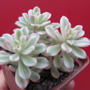 Sedum    *Jouce Tulloch*   variegata