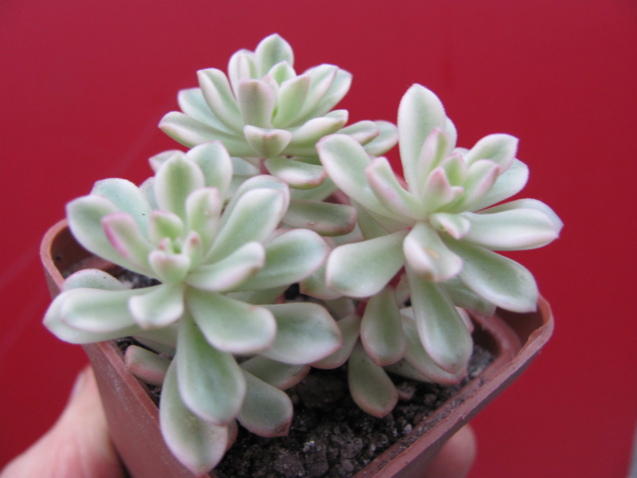 Sedum    *Jouce Tulloch*   variegata