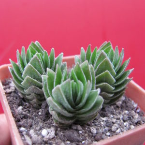 Crassula  Buddhas Temple   3 разом