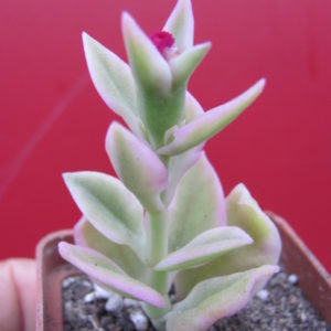 Artenia  cardifolia   variegata