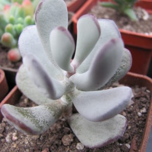 Cotyledon    orbiculata Oophylla
