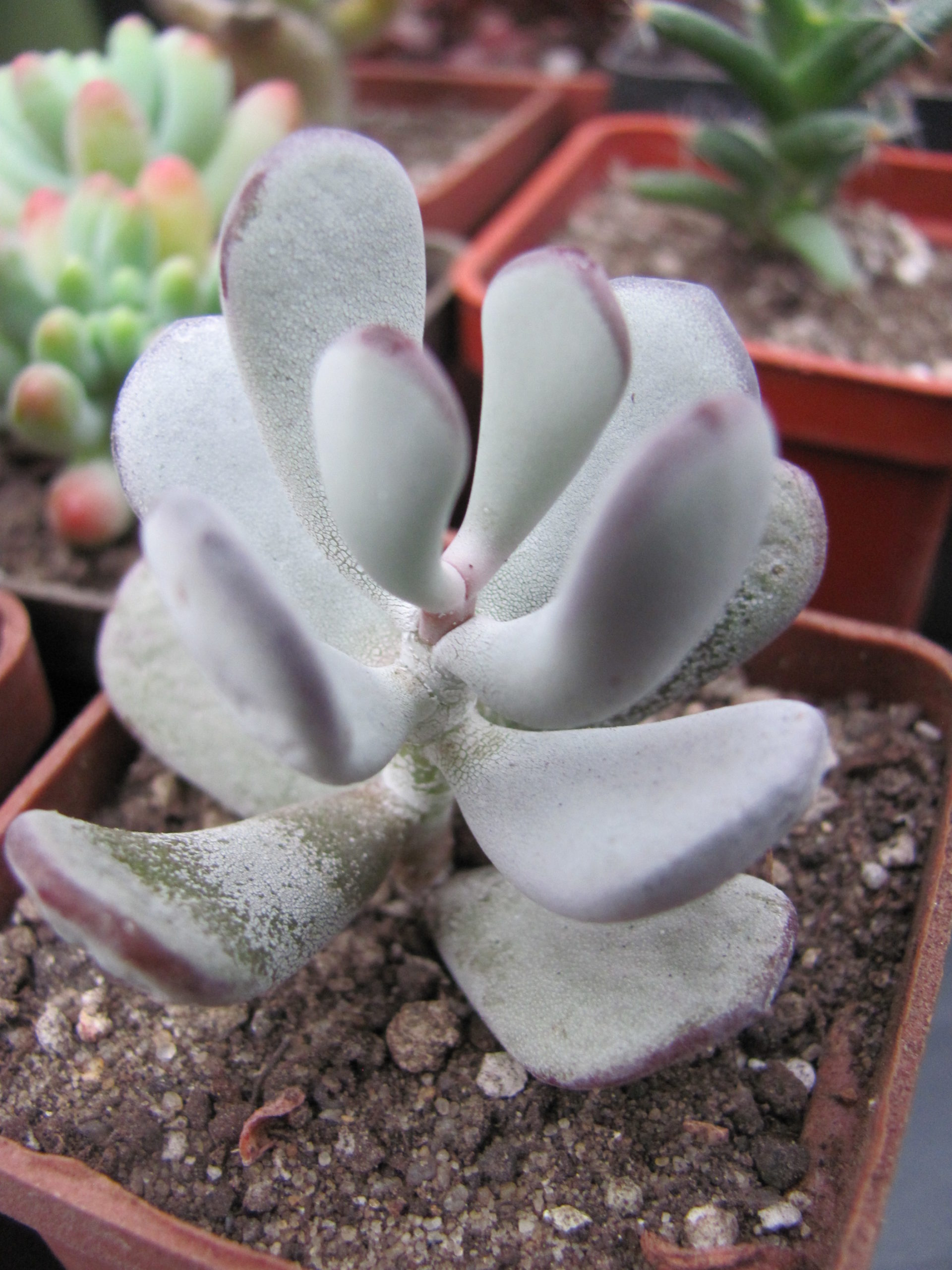 Cotyledon    orbiculata Oophylla