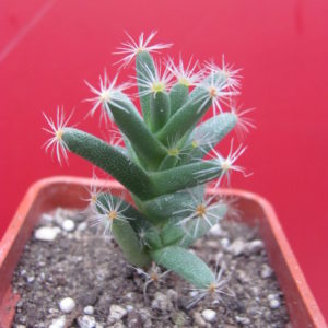 Trichodiadema densum