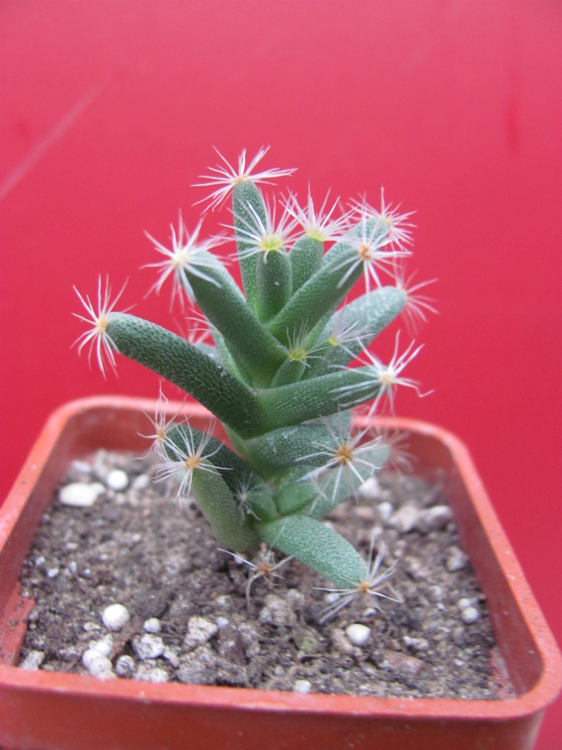 Trichodiadema densum