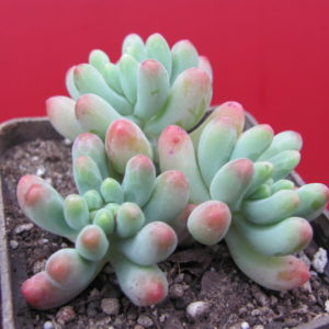 Sedum  dasyphyllum