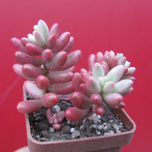 Sedum Aurora