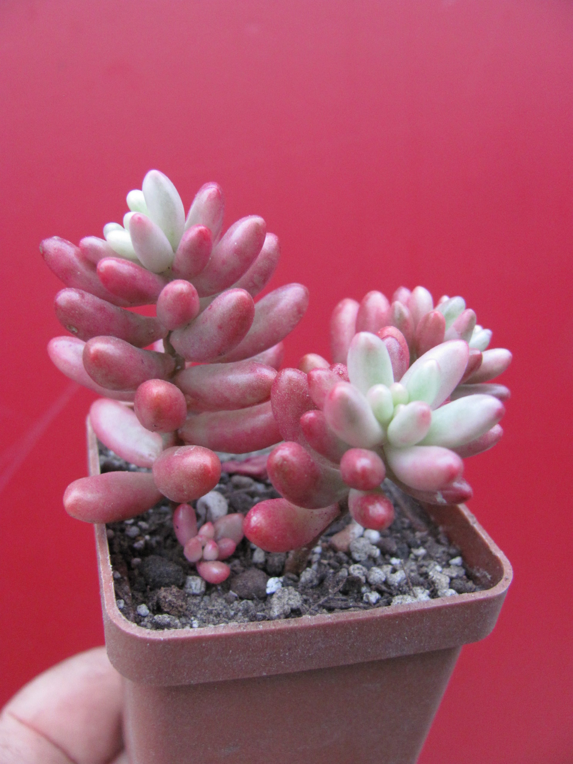 Sedum Aurora