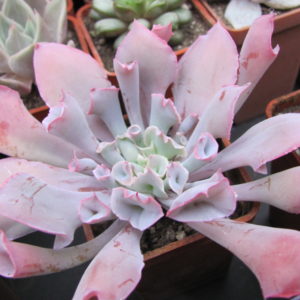 Echeveria  Trumpet Pinky