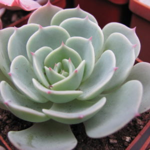 Echeveria   Compton Carousel  *Green*
