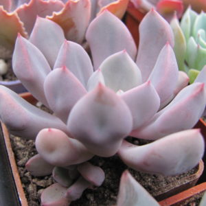 Echeveria   Cupid