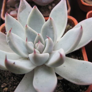 Echeveria cuspidata Menchaca