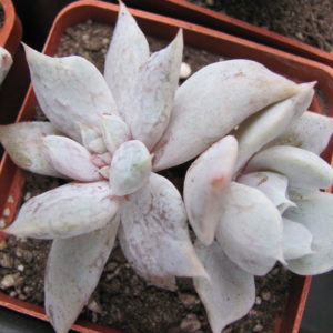Echeveria *Vampire Appaloosa*