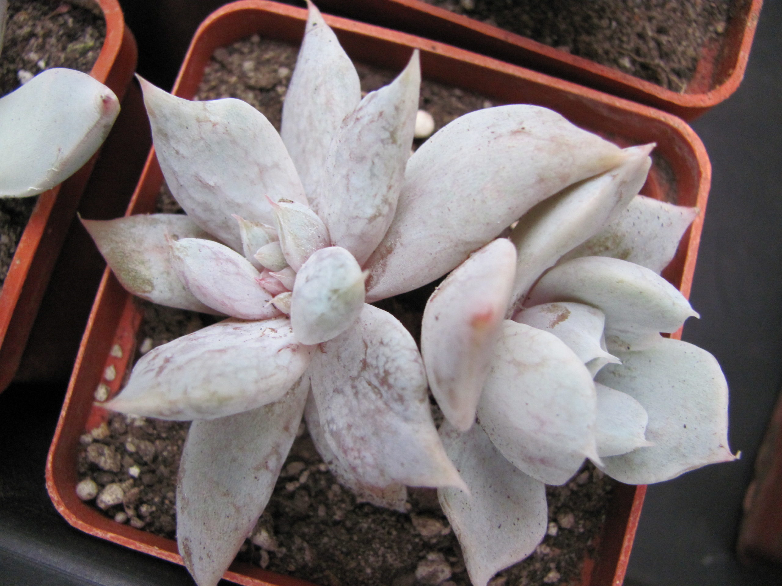 Echeveria *Vampire Appaloosa*